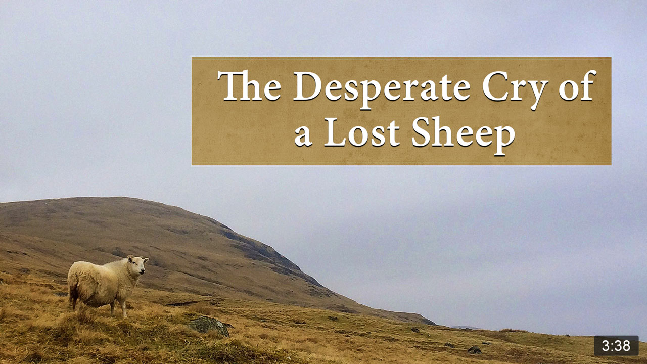 The Desperate Cry of a Lost Sheep - Kevin Williams  I'll 